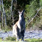 Kangourou femelle dans l'état du Victoria en Australie