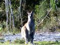 Kangourou femelle dans l'état du Victoria en Australie de Mahina 