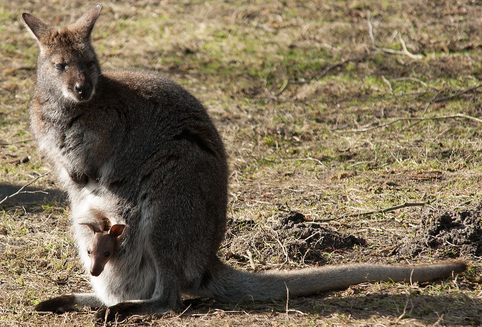 Kanguru + Kangurubaby