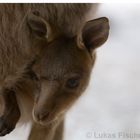 Kanguruh Baby Closeup :-)