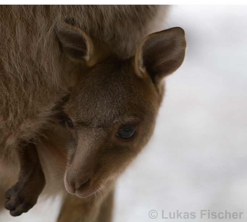 Kanguruh Baby Closeup :-)