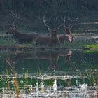 Kanha NP Indien