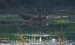 Kanha NP Indien