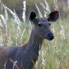 Kanha NP- Indien