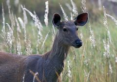 Kanha NP- Indien