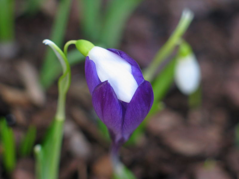 Kanibalischer Frühlingsbote