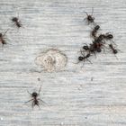 Kanibalismus bei den Ameisen
