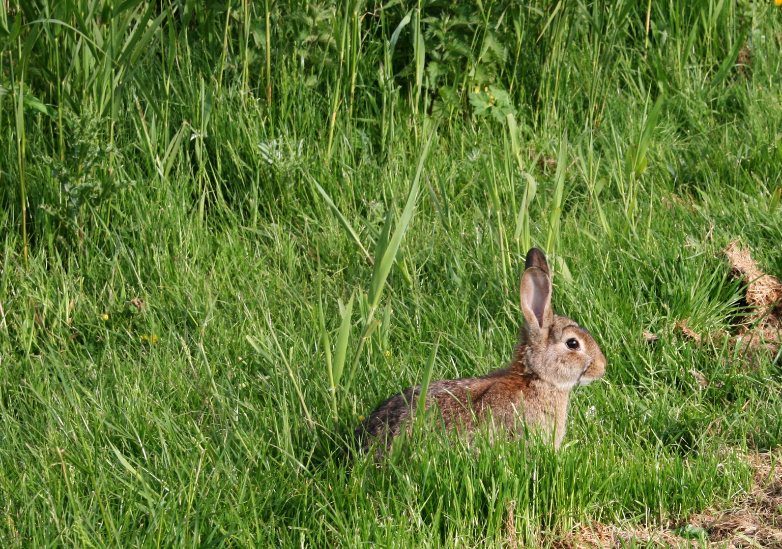 Kaninchen