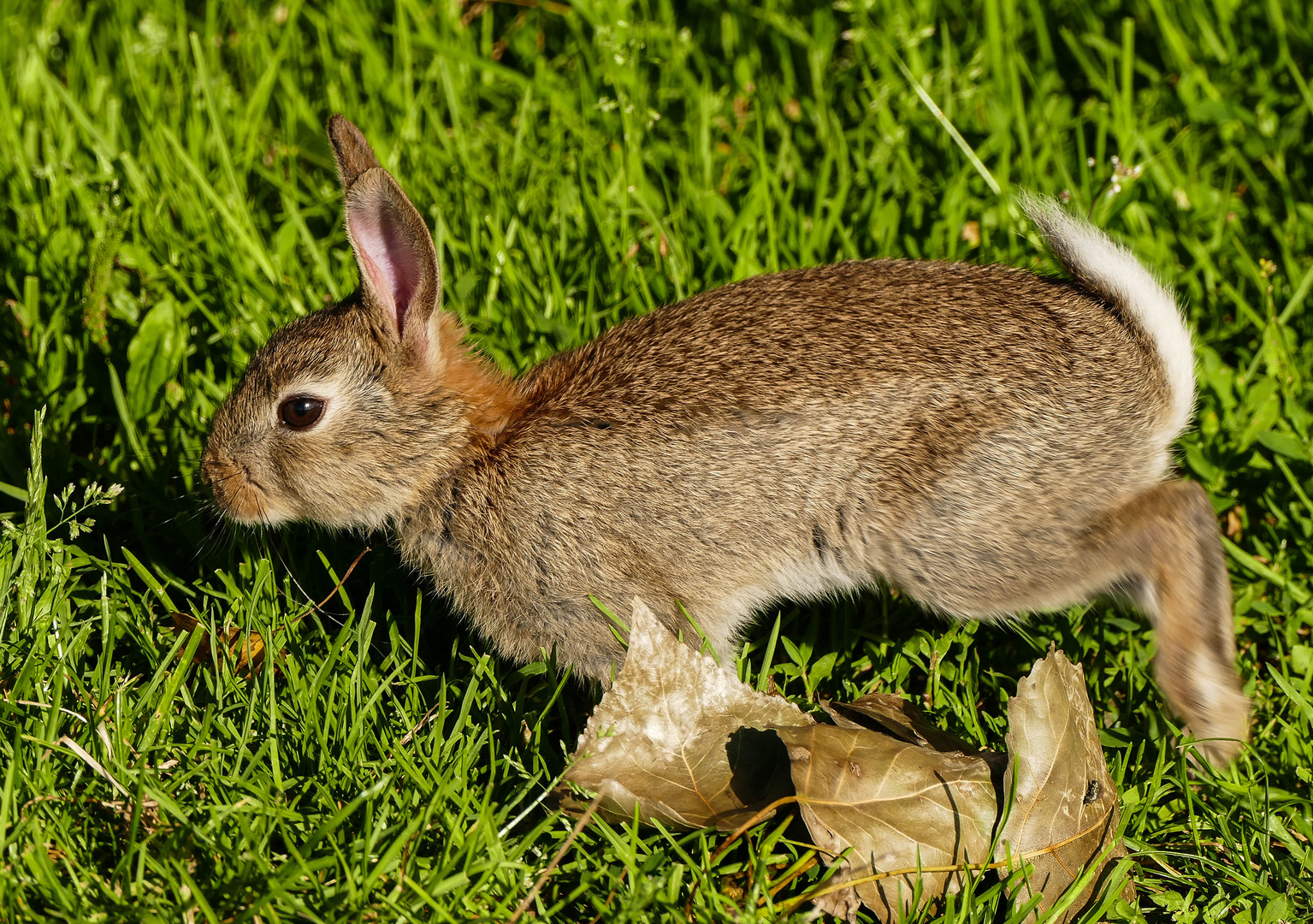 Kaninchen 1 Foto &amp; Bild | natur, tiere, wildlife Bilder auf fotocommunity