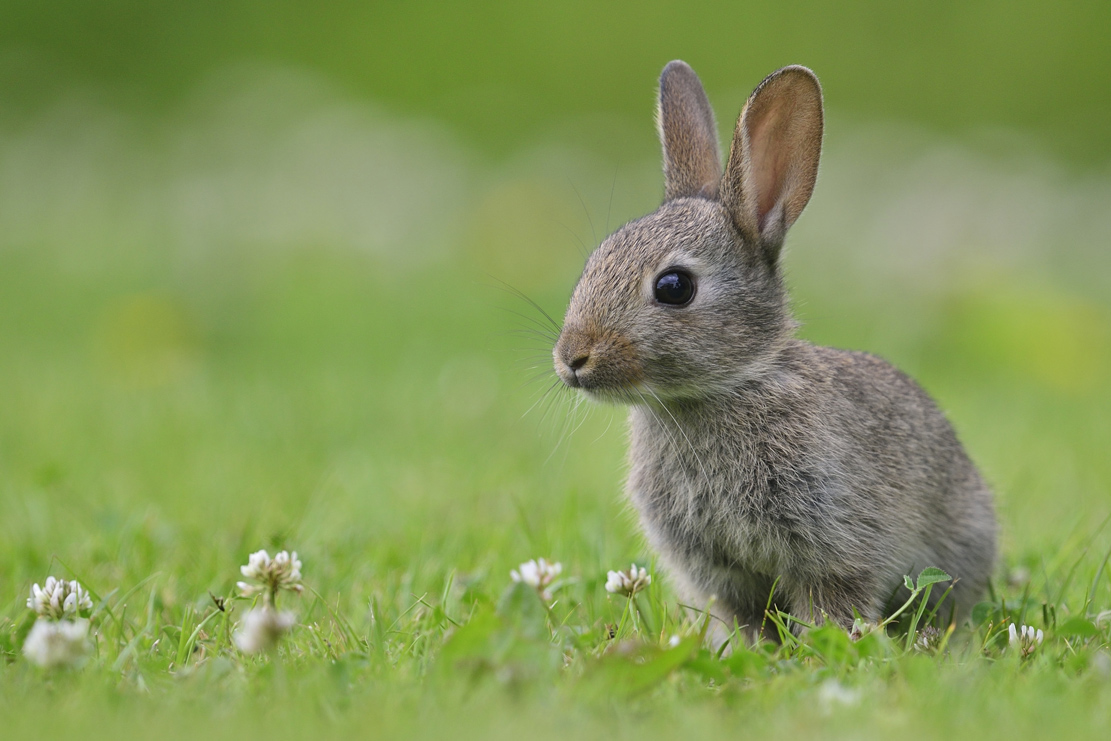 Kaninchen Foto &amp; Bild | tiere, wildlife, säugetiere Bilder auf ...