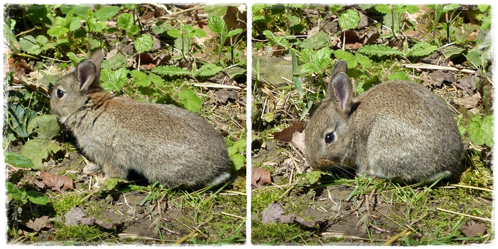 Kaninchen