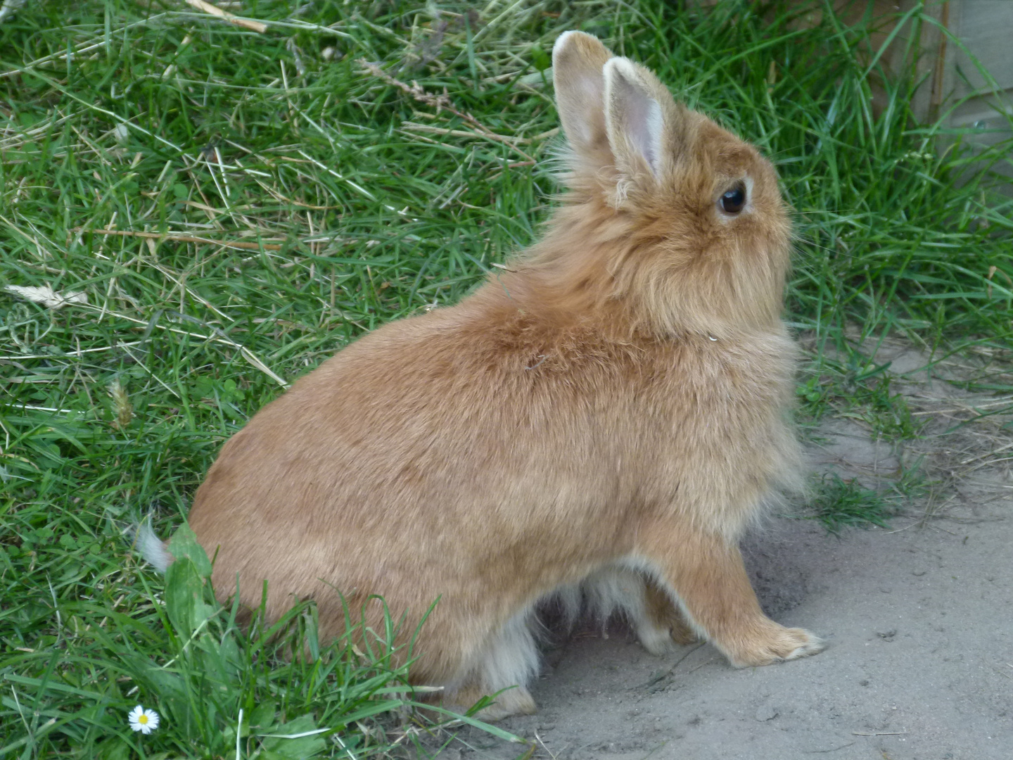 Kaninchen