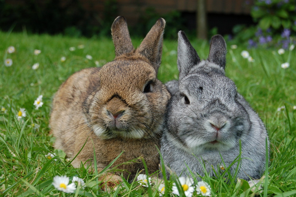 Kaninchen