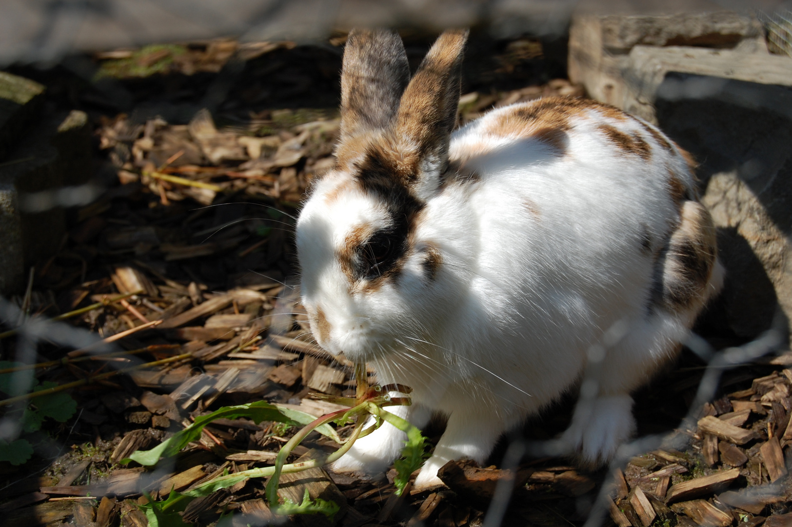 Kaninchen