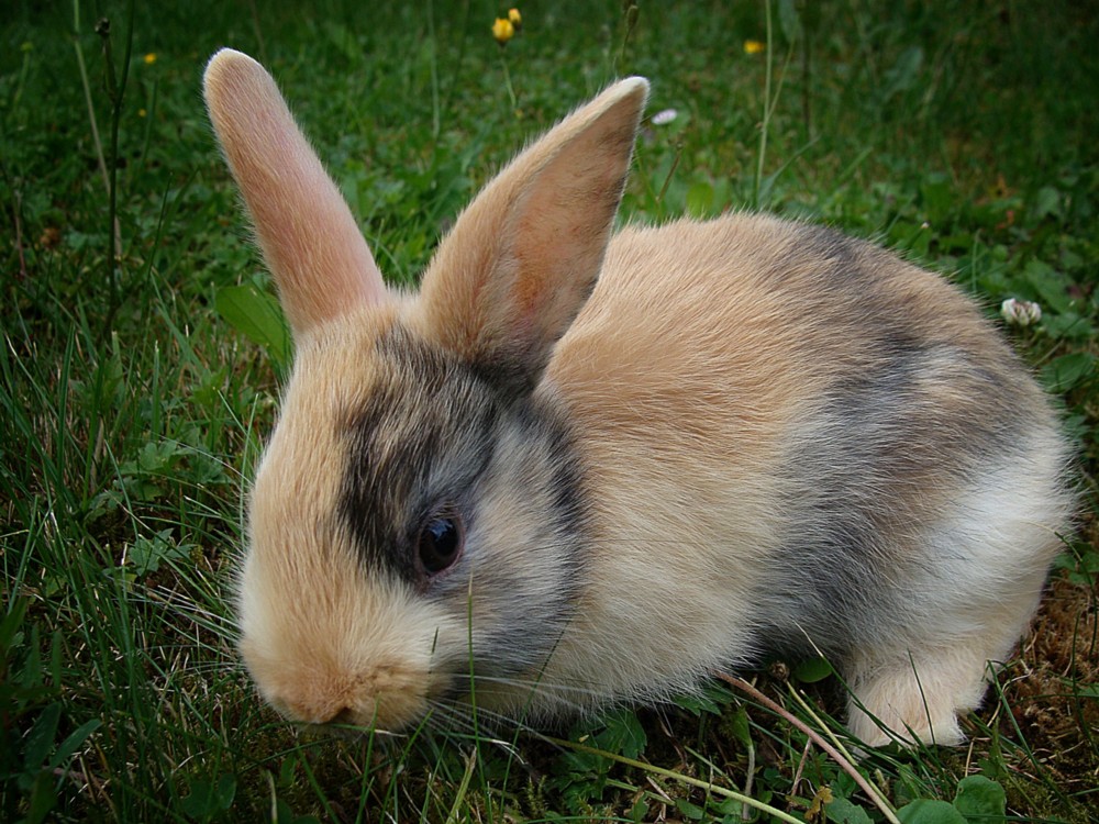 Kaninchen Foto & Bild | tiere, tiere und insekten, tier Bilder auf