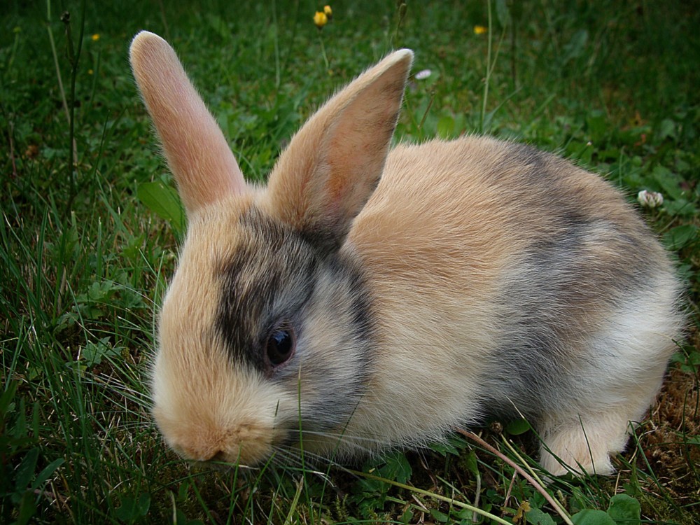 Kaninchen Foto &amp; Bild | tiere, tiere und insekten, tier Bilder auf ...