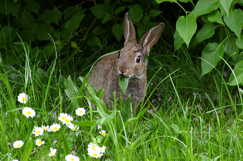 Kaninchen