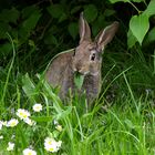 Kaninchen