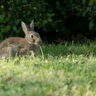 Kaninchen