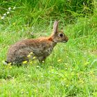 Kaninchen