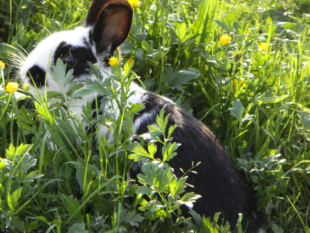 Kaninchen