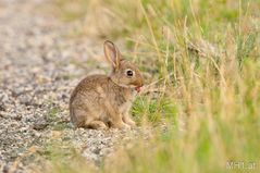 Kaninchen