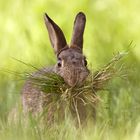 Kaninchen