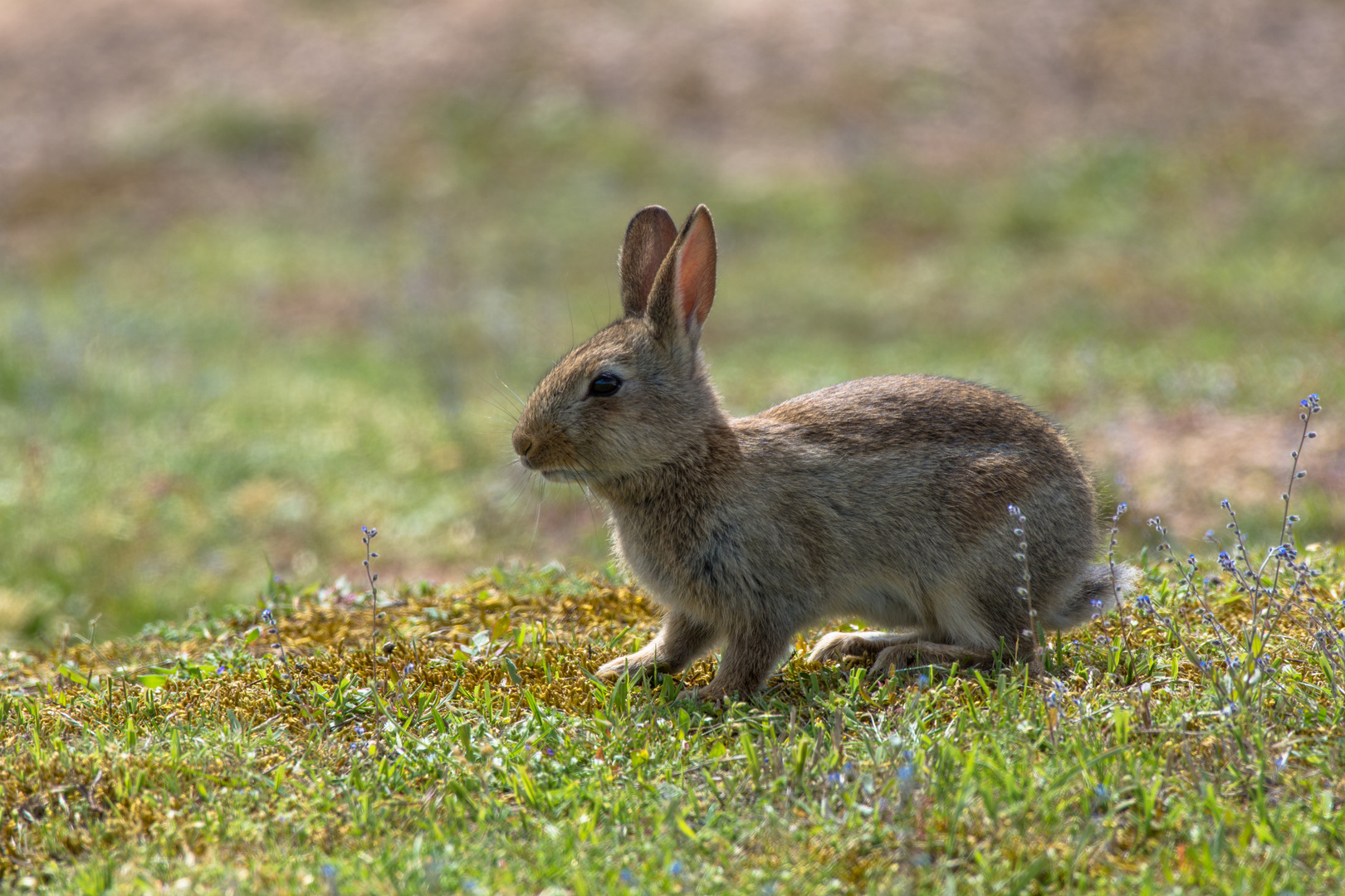 kaninchen