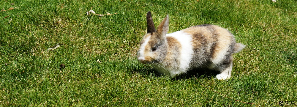 Kaninchen