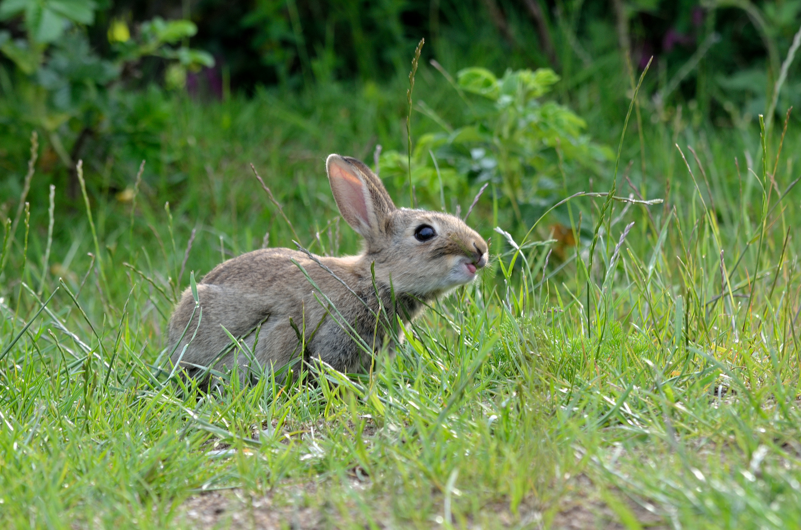 Kaninchen 