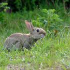 Kaninchen 