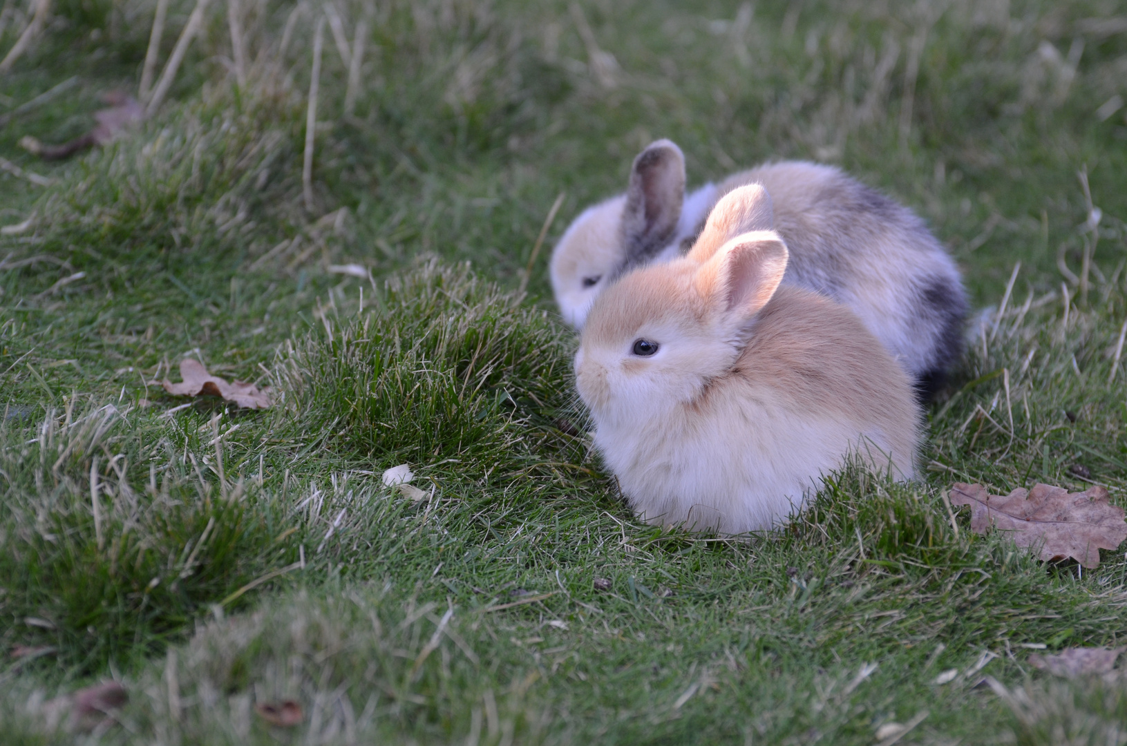 Kaninchen