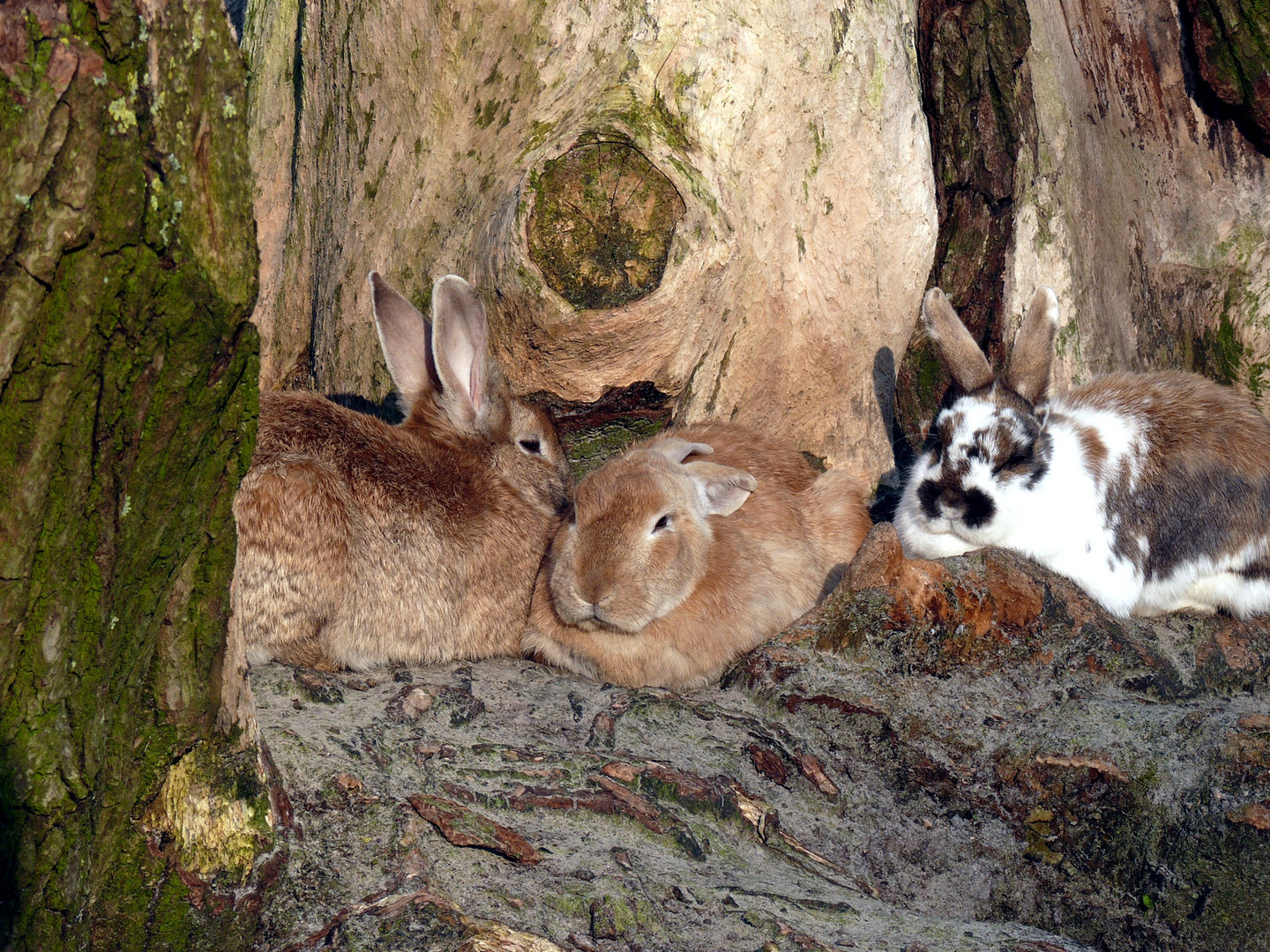 Kaninchen