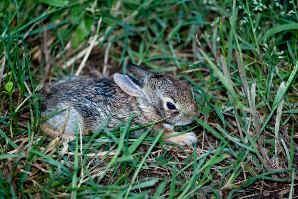 Kaninchen