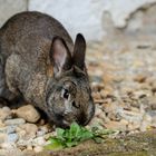 Kaninchen