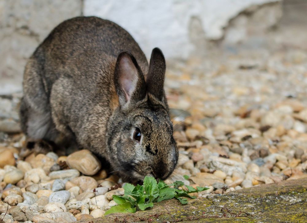 Kaninchen