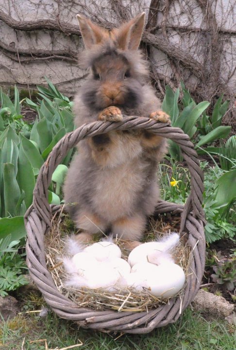 Kaninchen als Osterhase