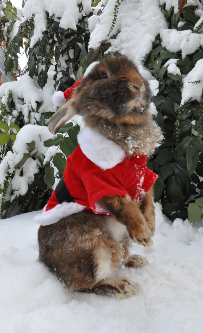 Kaninchen als Weihnachtsmann