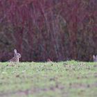 Kaninchen an der Ilme