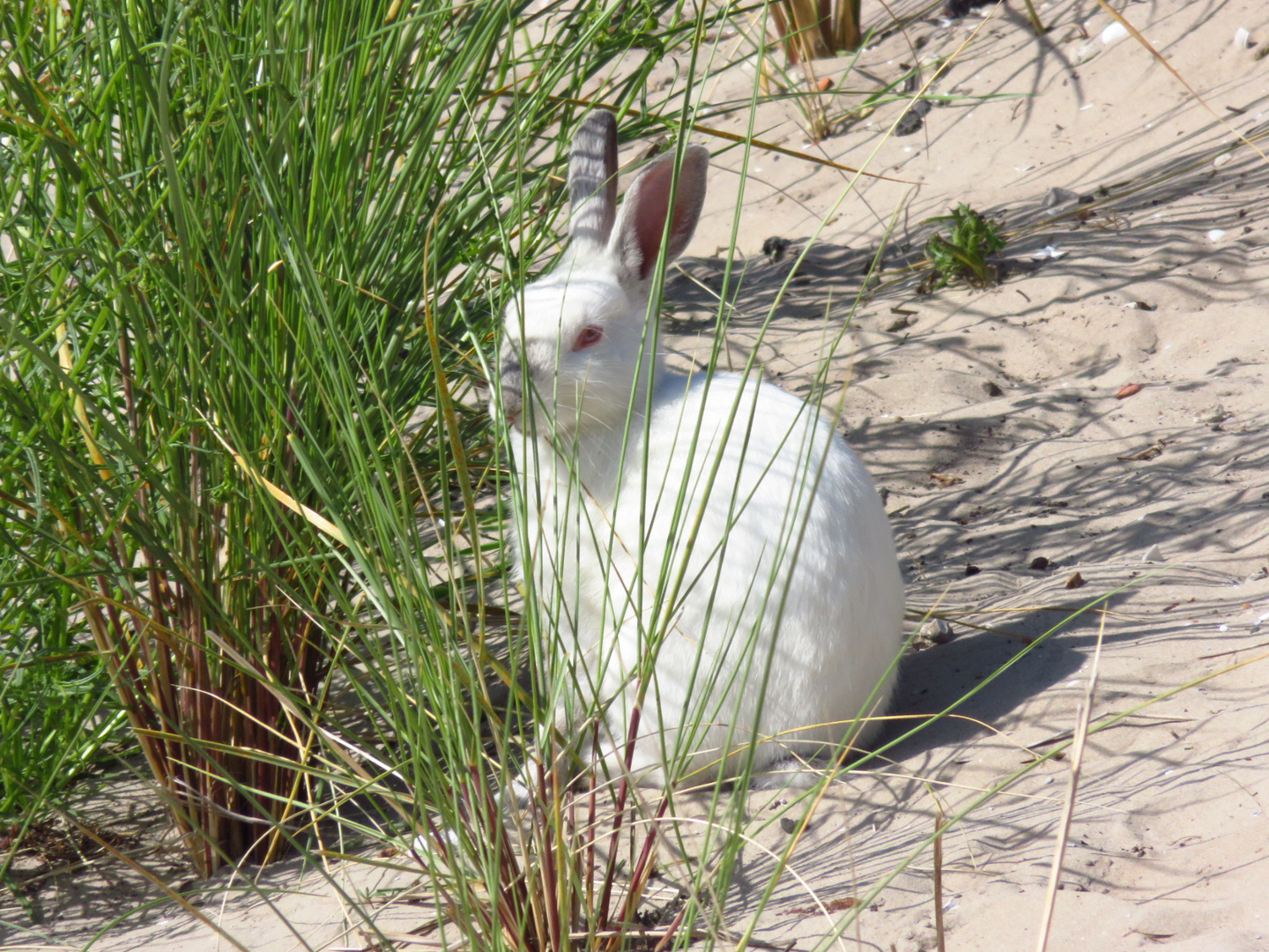 Kaninchen auf Ameland