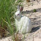 Kaninchen auf Ameland