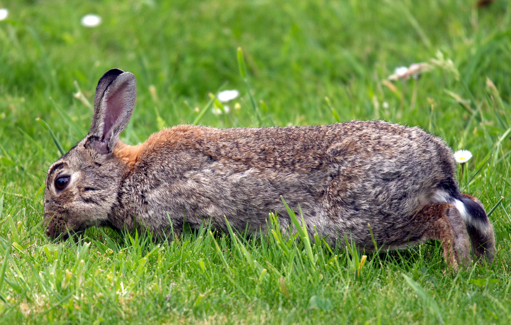 Kaninchen auf Borkum