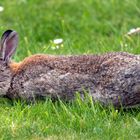 Kaninchen auf Borkum