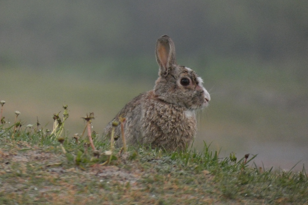 Kaninchen auf Norderney