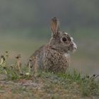 Kaninchen auf Norderney