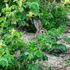 Kaninchen auf Norderney