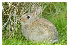 Kaninchen auf Texel