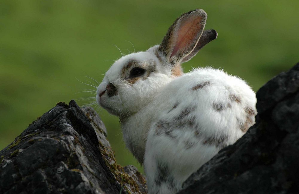 Kaninchen - Ausgewildert