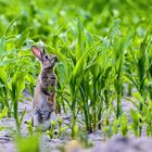 Kaninchen beim Festmahl