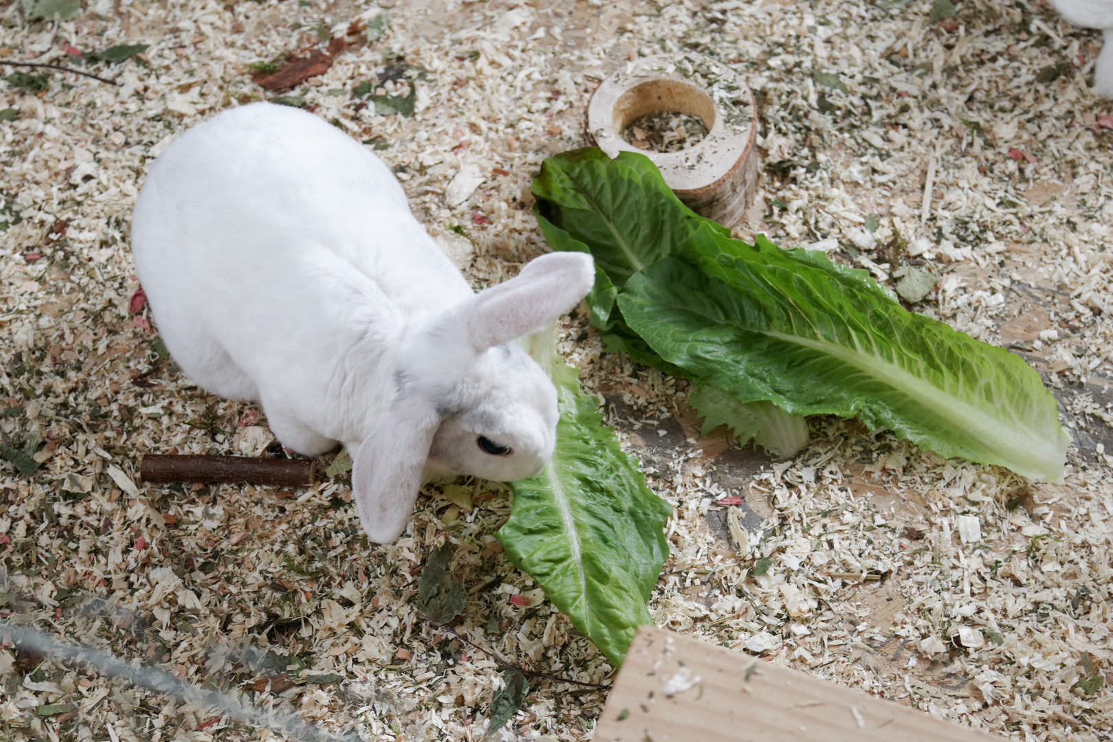 Kaninchen  beim Fressen